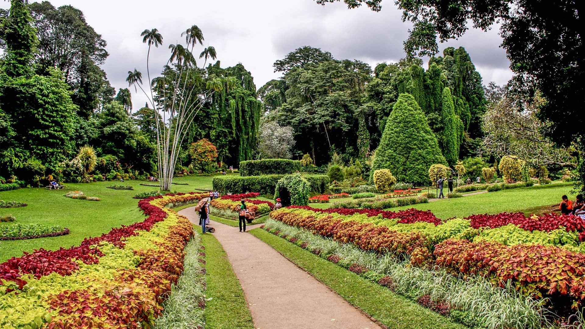 Royal Botanical Gardens: A Cinematic Walk Through Giant Palms