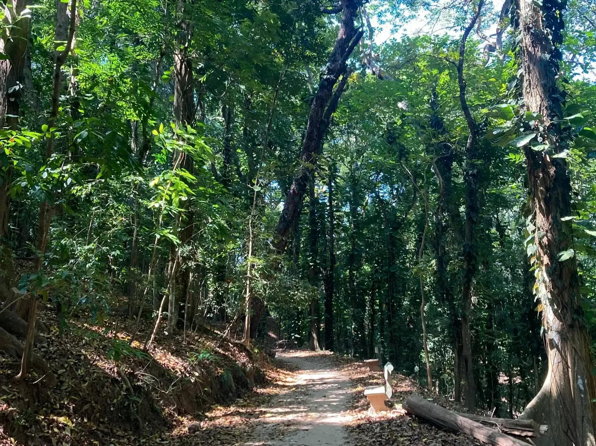 Explore the forgotten forest of Udawatta Kele Sanctuary.