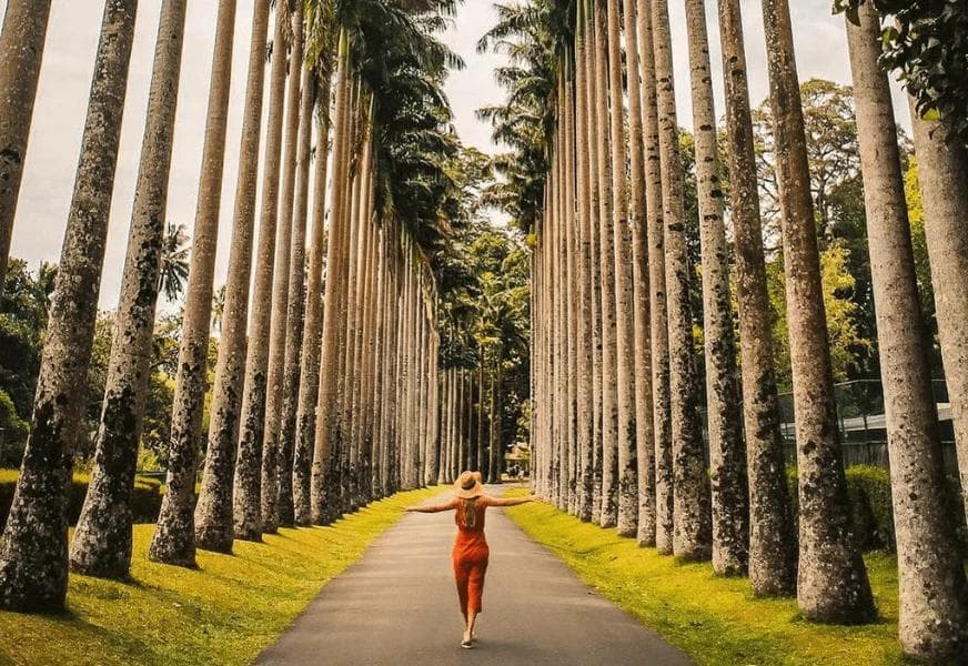 Kandy's Green Gem: Everything You Need to Know Before Visiting the Royal Botanical Gardens, Peradeniya
