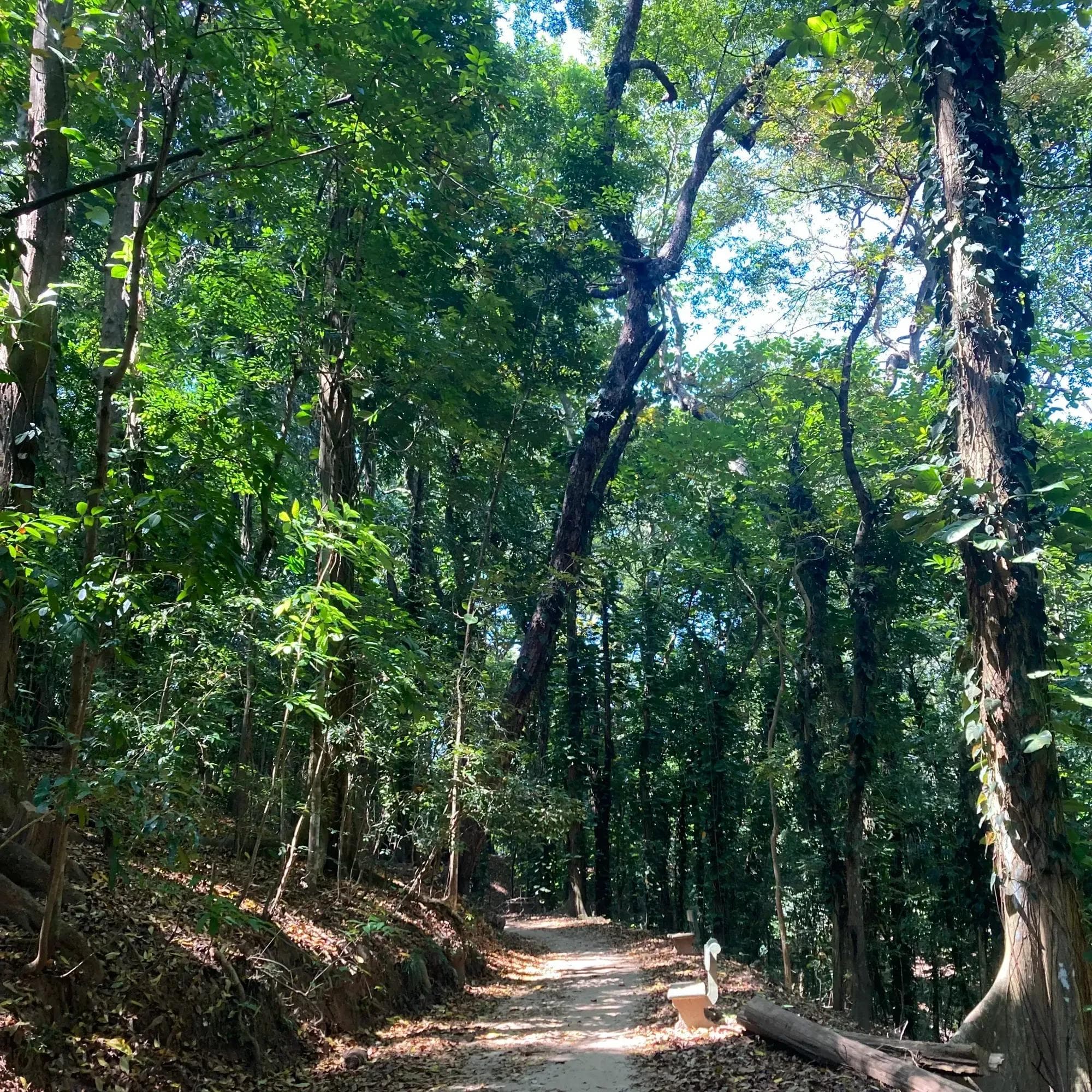 Udawatta Kele Sanctuary: The Forgotten Forest